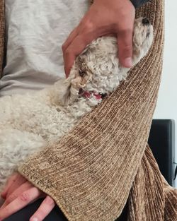 Poodle in woman arms