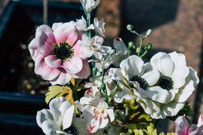 Close-up of pink flowering plant