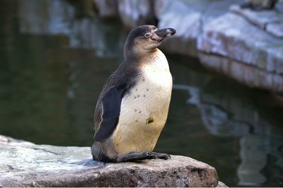 Humboldt penguin on rock in lake