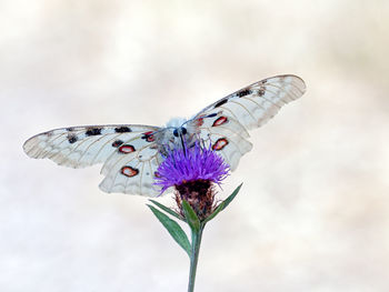 Close-up of butterfly pollinating on purple flower