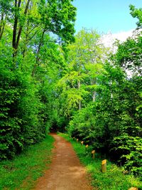 View of lush trees in forest