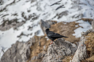 Bird perching on rock