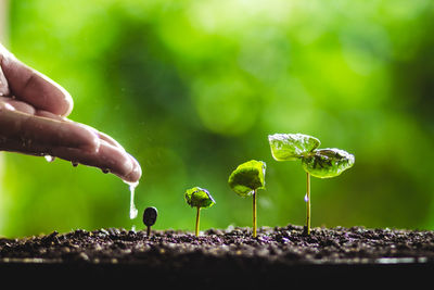 Cropped image of person watering seedling