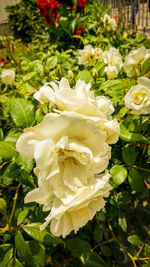 Close-up of white roses