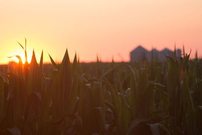 Silhouette of field at sunset