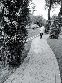 Rear view of woman walking on street amidst trees