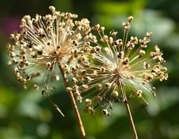 Close-up of dandelion flower