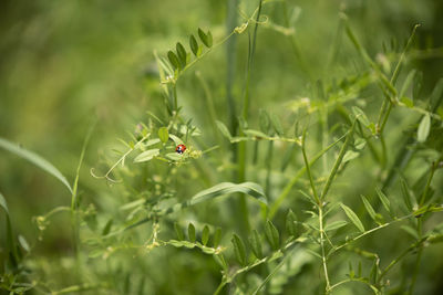 View of ladybug on plant