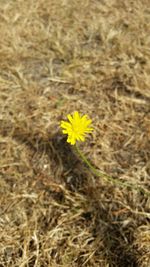 Close-up of yellow flowers