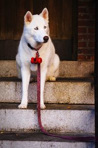 Close-up of dog