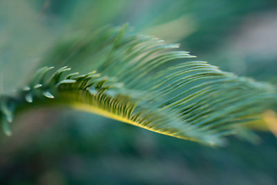 Blurred background of exotic green leaf close-up. concept of ecology
