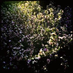 Close up of flowers