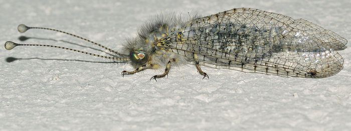 Panoramic shot of dead insect on snow