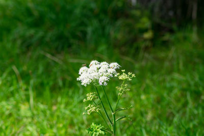 Close-up of flowers blooming outdoors