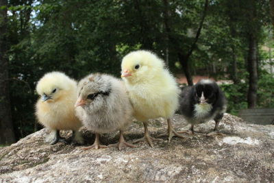 Close-up of birds