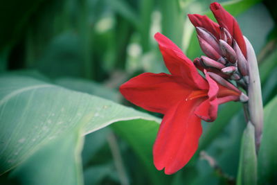 Close-up of red rose flower