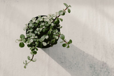 High angle view of berries growing on plant against wall