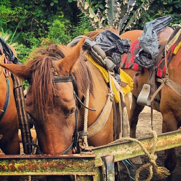 horse, animal themes, mammal, livestock, domestic animals, working animal, fence, bridle, standing, day, herbivorous, outdoors, one animal, tree, brown, side view, no people, wood - material, two animals, nature