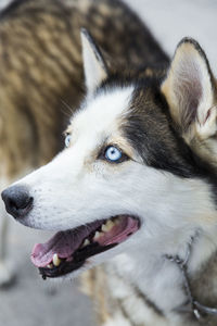 Close up of siberian husky dog with pale blue eyes