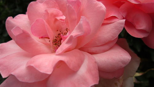 Close-up of pink flowers