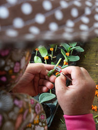 Cropped image of hand holding small flower