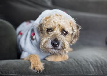 Close-up portrait of dog relaxing on floor