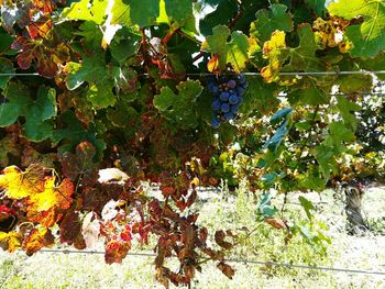 Tree growing in vineyard