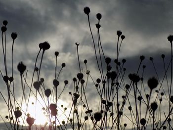 Plants on field against cloudy sky