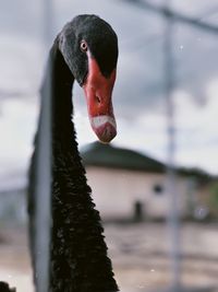 Black swan looks at the camera