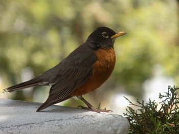 Close-up of bird perching on retaining wall