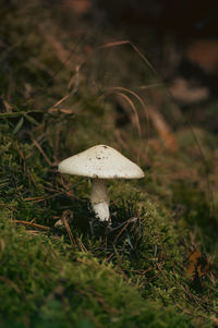 Close-up of mushroom growing on field