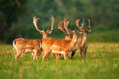 Deer in a field