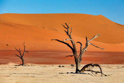 Bare tree on sand dune against clear sky