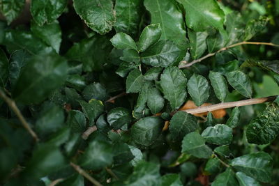 High angle view of leaves growing on plant