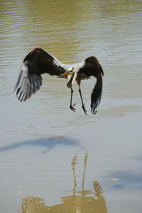 Birds flying over lake