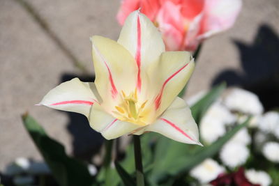 Close-up of pink rose flower