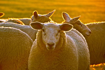 Portrait of sheep on field