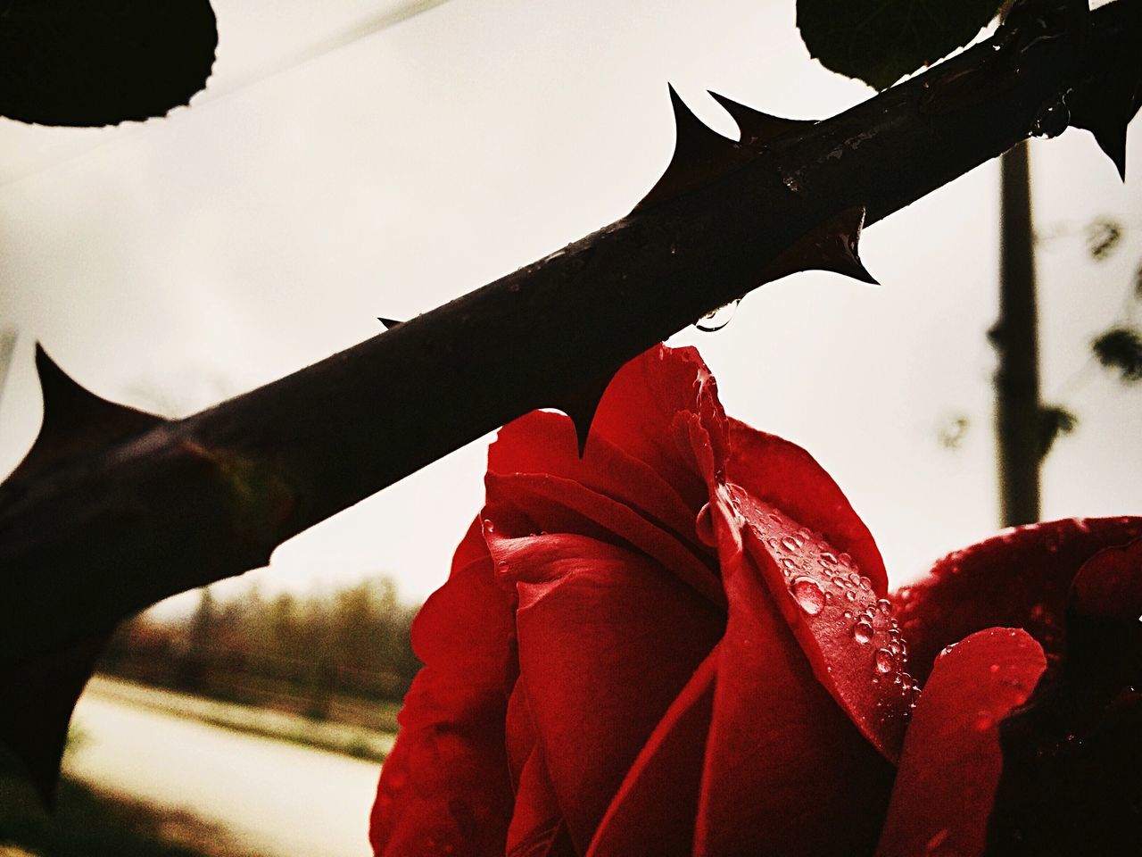 season, close-up, drop, water, red, wet, weather, focus on foreground, nature, rain, leaf, beauty in nature, fragility, growth, raindrop, winter, day, outdoors, sky, part of