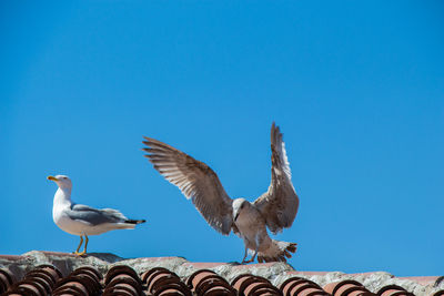 Birds perching on roof against clear blue sky