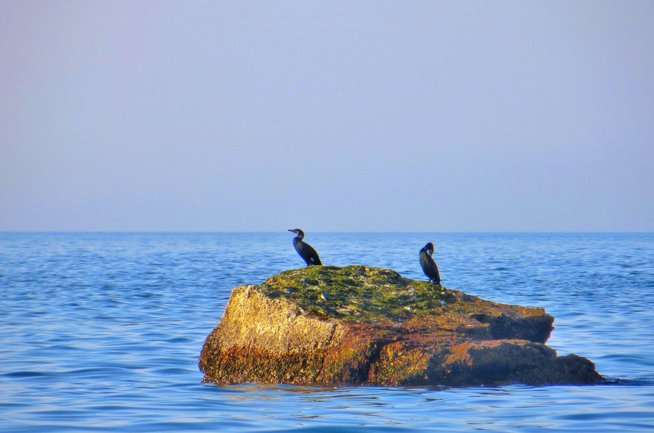 sea, water, horizon over water, copy space, clear sky, bird, rock - object, perching, nature, tranquility, beauty in nature, waterfront, animal themes, tranquil scene, scenics, animals in the wild, wildlife, rippled, full length, ocean