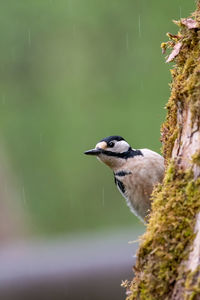 Close-up of bird perching on branch