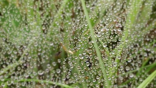 Close-up of insect on plant