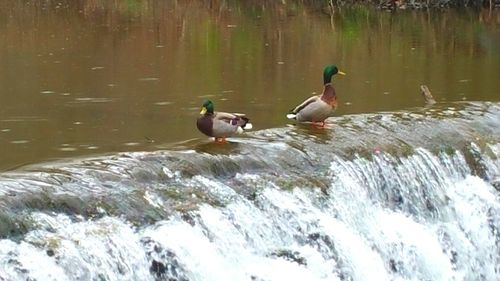 Ducks swimming on lake