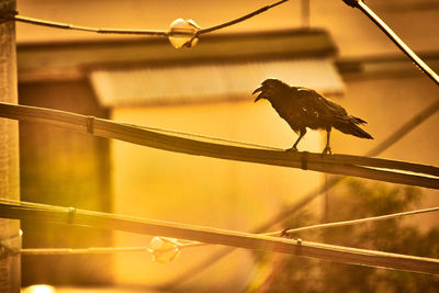 Close-up of bird perching on railing