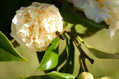 Close-up of insect on flower