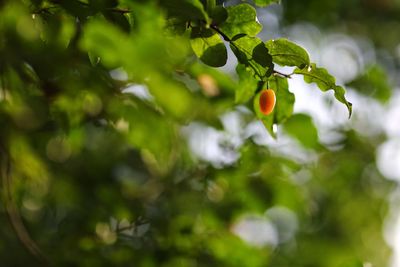 Close-up of berries growing on tree