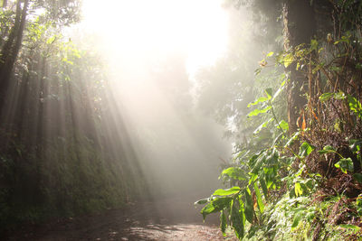 Sunlight streaming through trees in forest