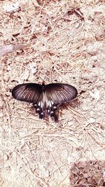 High angle view of butterfly flying