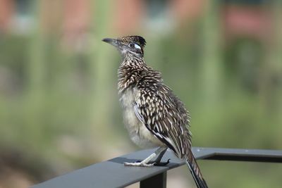 Close-up of bird perching on railing