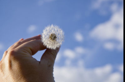 Close-up of hand holding dandelion against sky